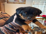 Chiots Rottweiler à vendre