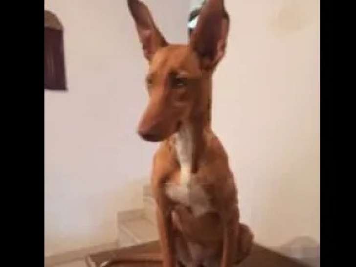 Disponible à l'adoption : chiot femelle Podenco marron