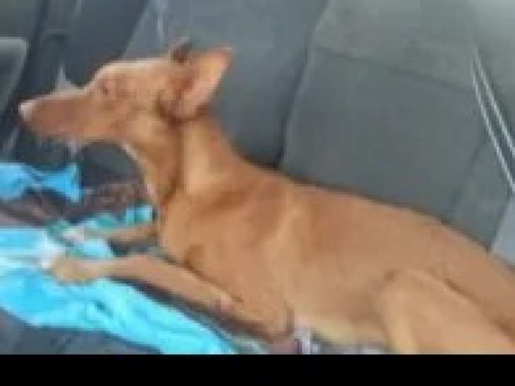 En attente d'adoption : chiot mâle Podenco marron