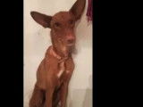 En attente d'adoption : chiot mâle Podenco marron