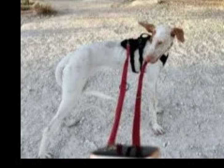 Prête pour l'adoption : chienne Podenco marron et blanche
