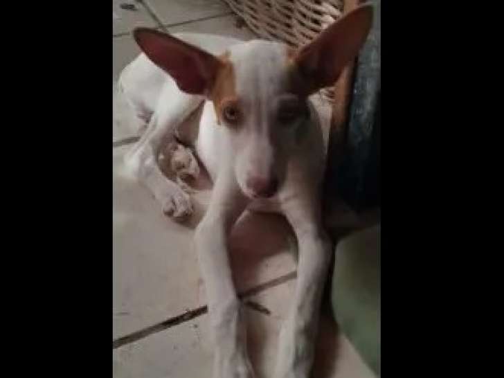 En attente d’une famille : chiot mâle Podenco marron et blanc