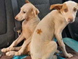 En attente d’une famille : chiot mâle Podenco marron et blanc