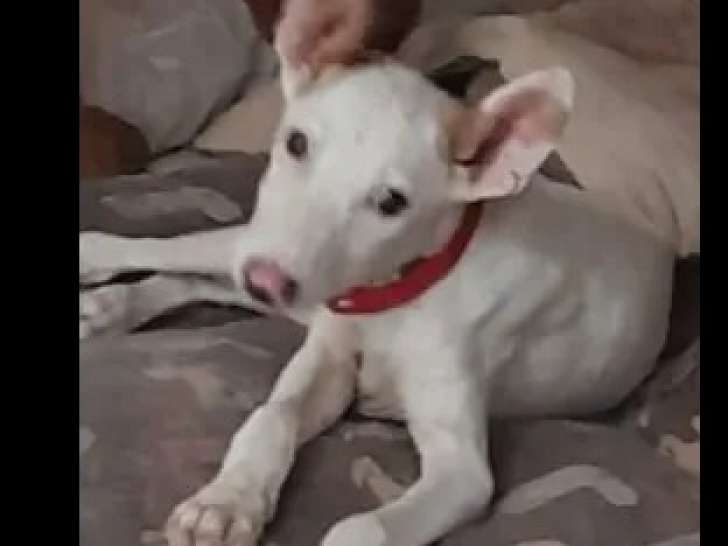 À accueillir : chiot mâle Podenco de 3 mois