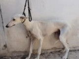 Adoption disponible : chien Galgo blanc