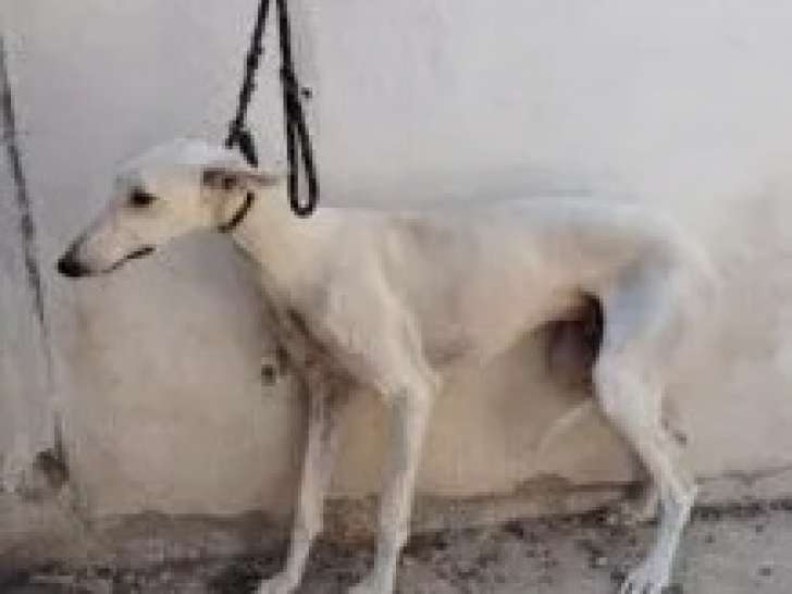 Adoption disponible : chien Galgo blanc