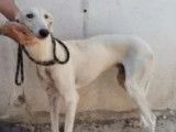 Adoption disponible : chien Galgo blanc