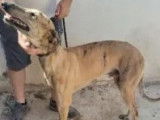 À la recherche d’une famille : chien Galgo bringé