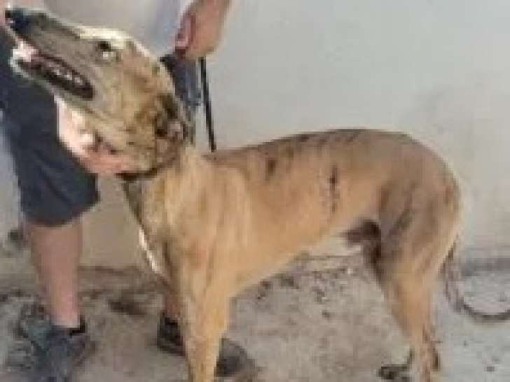 À la recherche d’une famille : chien Galgo bringé