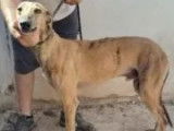 À la recherche d’une famille : chien Galgo bringé