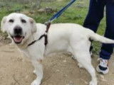 Chienne Labrador de 8 ans à adopter