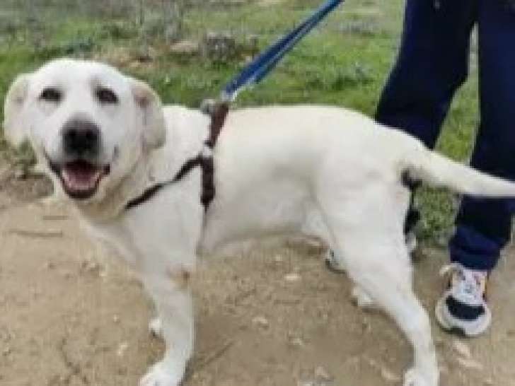 Chienne Labrador de 8 ans à adopter