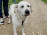 Chienne Labrador de 8 ans à adopter