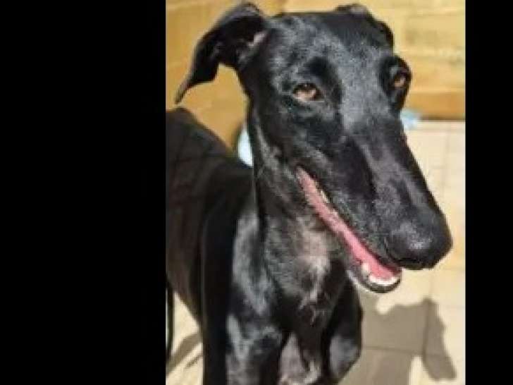 Chienne Galgo noire disponible à l'adoption