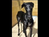 Chienne Galgo noire disponible à l'adoption