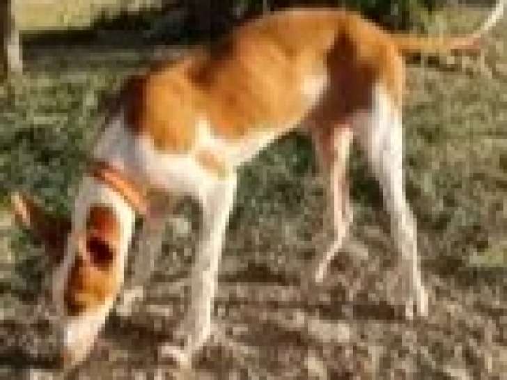 Chiot mâle Podenco de 8 mois prêt pour l'adoption
