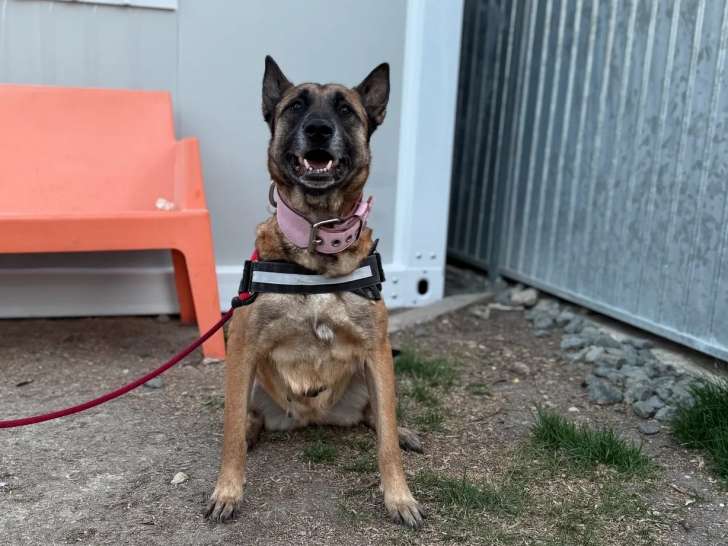 Chienne Berger Malinois de 7 ans en attente d’une famille