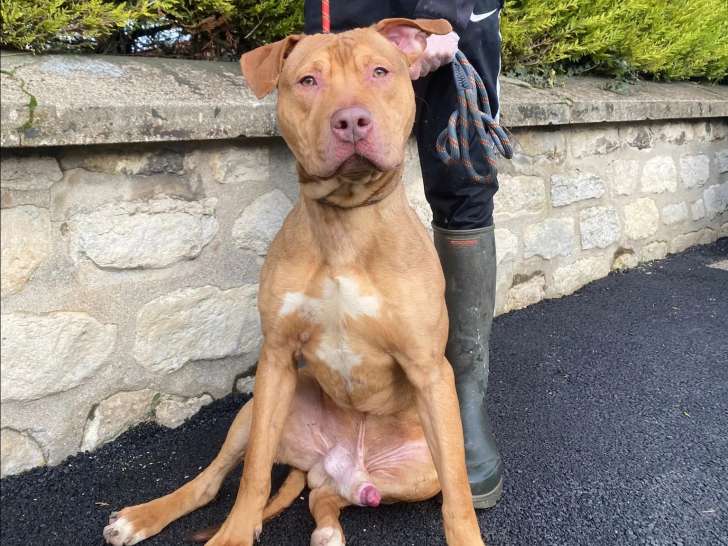Chien marron à accueillir