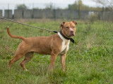 Chienne American Bully fauve en quête d'un foyer