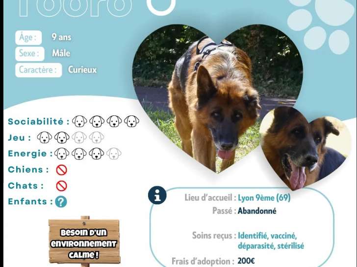 Chien Berger Allemand de 9 ans en attente d'adoption