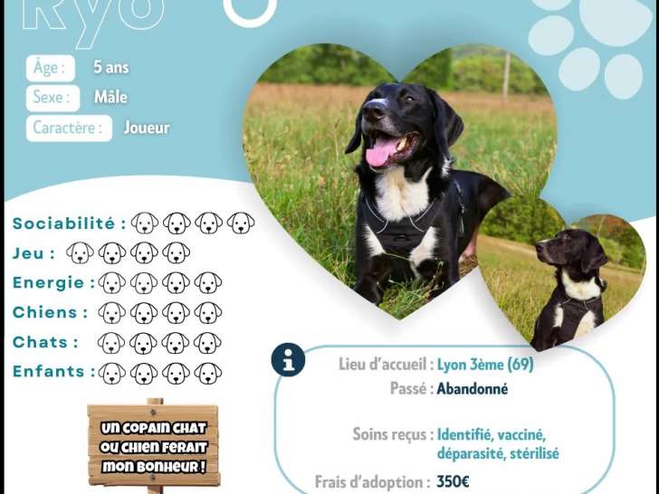 Chien noir et blanc à la recherche d'une famille