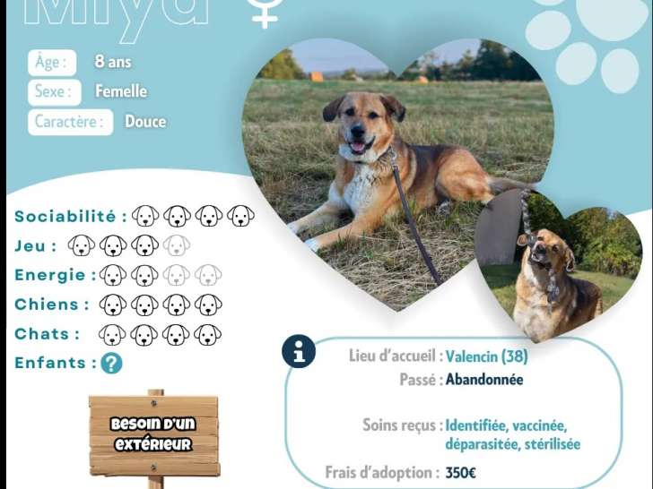 Adoption disponible : chienne noire et feu