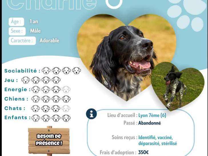 À adopter, chien Setter Anglais noir et gris