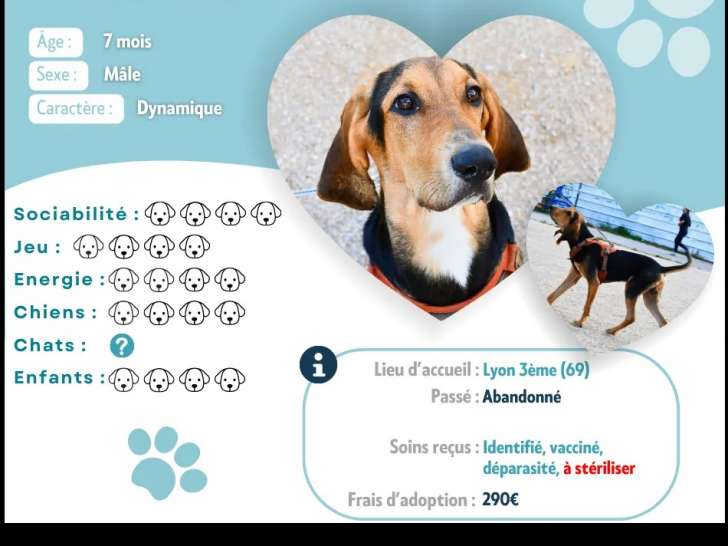 Disponible à l'adoption, chiot mâle de 7 mois