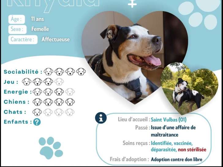 En attente d'adoption, chienne tricolore
