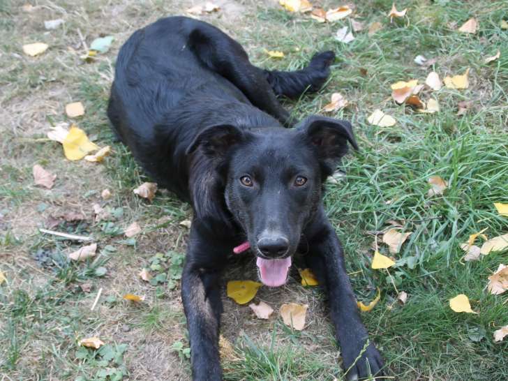 Prêt pour adoption, chiot femelle de 8 mois