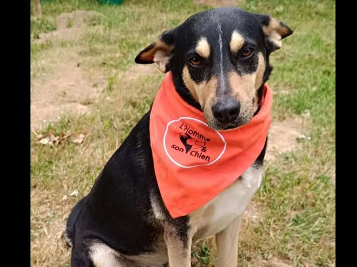 À accueillir, chien noir et feu