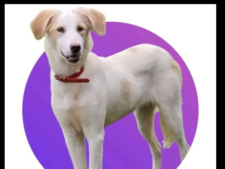 Adoption disponible : chiot femelle de 9 mois