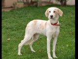 Adoption disponible : chiot femelle de 9 mois