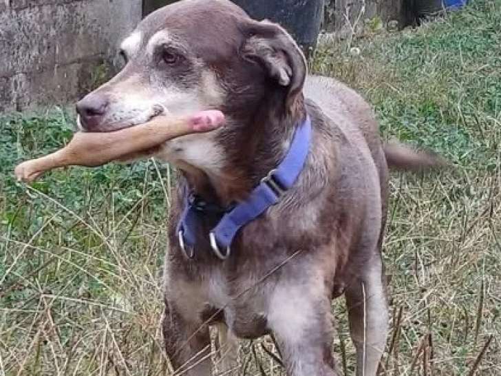 À adopter : chienne gris et blanc