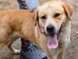 Disponible à l'adoption : chienne Golden Retriever de 3 ans