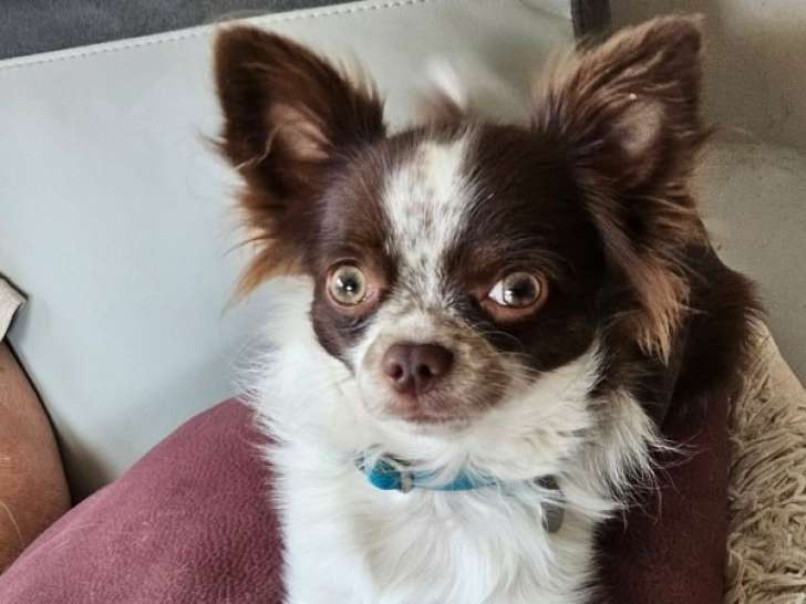 Mâle Chihuahua disponible pour saillie