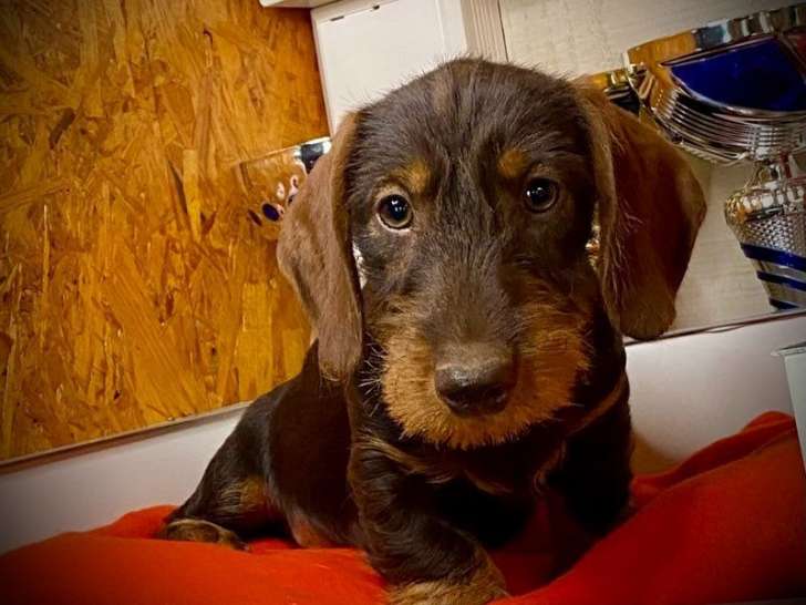 2 chiots mâles Teckesl Nains poils durs LOF à vendre, nés en mars 2025