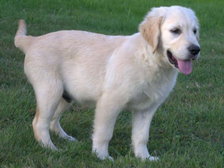 3 chiots mâles Golden Retrievers LOF de mai 2025 à vendre