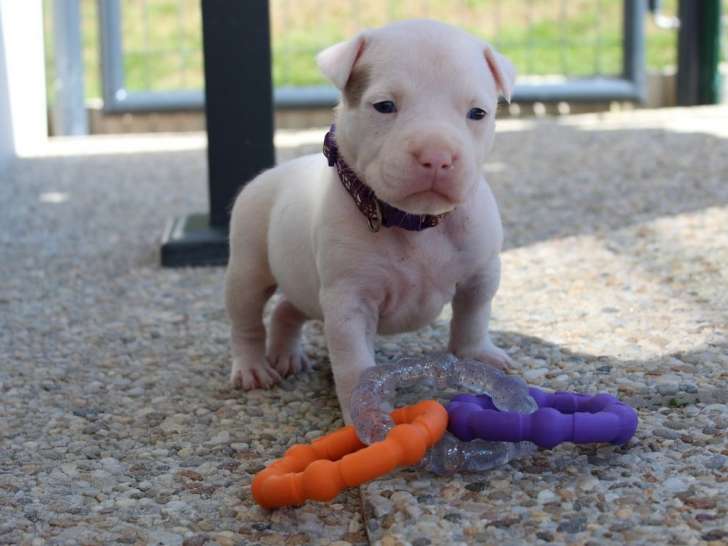 À réserver, 2 chiots femelles American Staffordshire Terrier LOF nées en août 2025