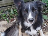 Un chien Border Collie LOF né en août 2024 à vendre