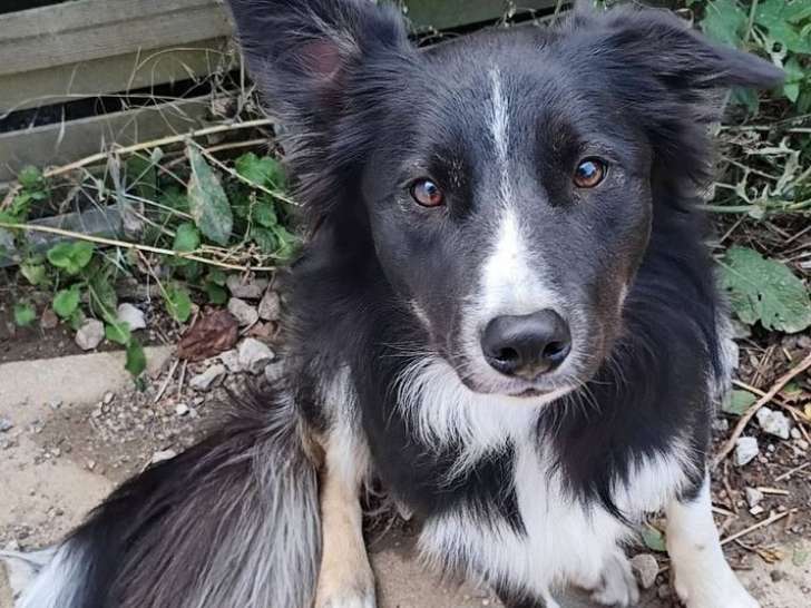 Un chien Border Collie LOF né en août 2024 à vendre