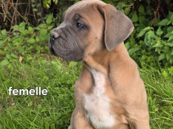 À vendre, 3 chiots Cane Corso LOF de juillet 2025, couleur fauve
