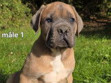 À vendre, 3 chiots Cane Corso LOF de juillet 2025, couleur fauve