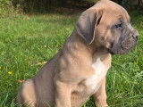 À vendre, 3 chiots Cane Corso LOF de juillet 2025, couleur fauve
