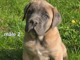 À vendre, 3 chiots Cane Corso LOF de juillet 2025, couleur fauve