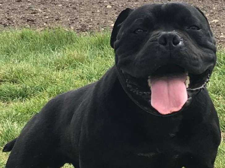 Chien Staffordshire Bull Terrier LOF noir disponible pour saillie