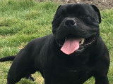 Chien Staffordshire Bull Terrier LOF noir disponible pour saillie