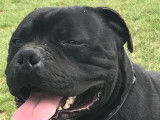 Chien Staffordshire Bull Terrier LOF noir disponible pour saillie