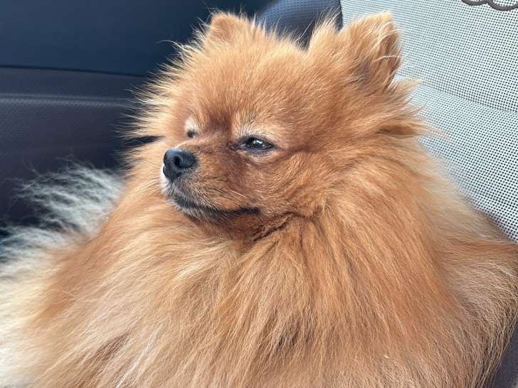 Mâle Spitz Nain disponible pour saillie