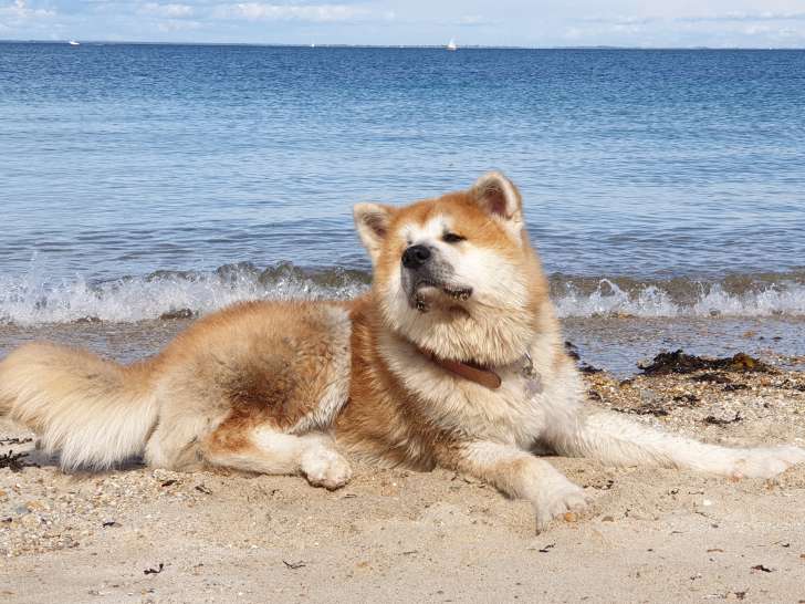 Mâle Akita Inu disponible pour saillie